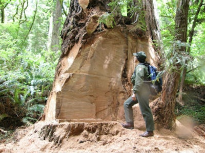 A park ranger inspects a redwood tree in May 2013 that has been vandalized to steal a burl. Source: National Park Service