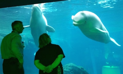 9 13 16 Iwf B Whales