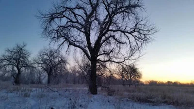 1 13 Tree Tall
