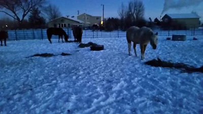 1 13 Horses