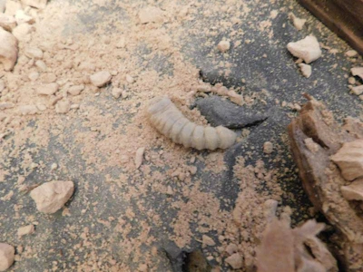 9 7 17 Matt Skowron Larva