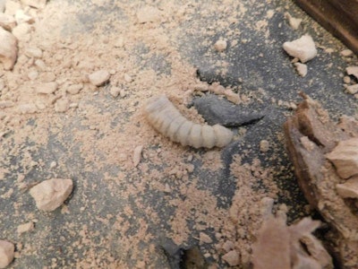9 7 17 Matt Skowron Larva