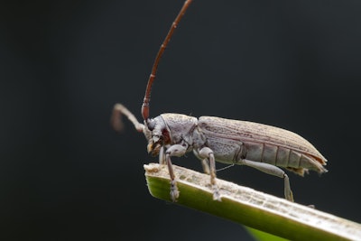 The adult long-horned beetle. (Photo by Shutterstock)