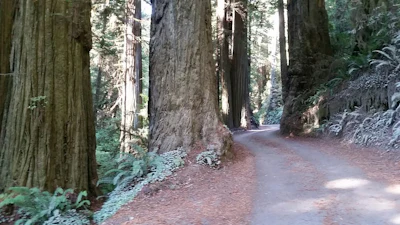 10 23 Coastal Redwoods