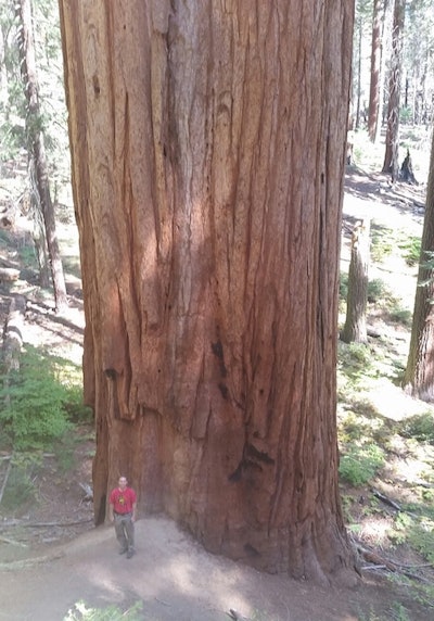 10 23 Giant Sequoia