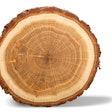 Complete Tree Ring 418 Sm