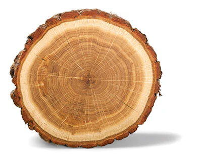 Complete Tree Ring 418 Sm