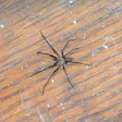 Ooj 418 Wfb Am18 Otj Opener Tale Brown Recluse Sm