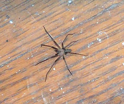 Ooj 418 Wfb Am18 Otj Opener Tale Brown Recluse Sm