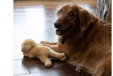Mullican Flooring promotes its 'Real Dogs, Real Wood Floors' campaign on Twitter.