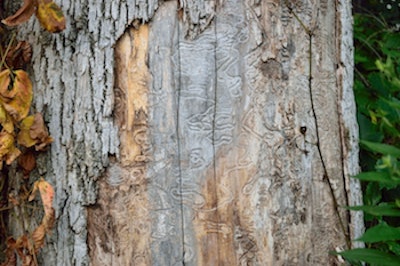 Emerald ash borer damage