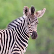 As18 Otj Opner Tale Zebra1 Sm