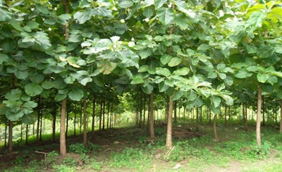 A private teak plantation in Myanmar. Source: Myanmar Forest Department