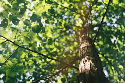 8 29 Trees