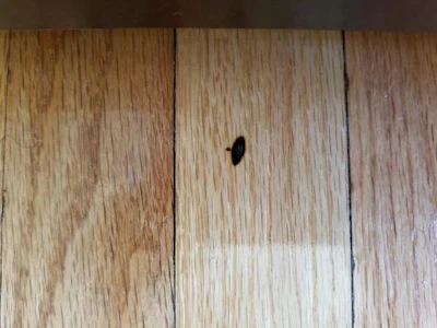 11 29 Black Spot Wood Floor Middle Of Board