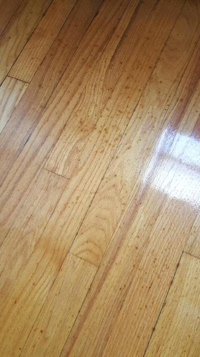 Wood Floor Mystery 1 The Spreading, What Causes Black Stains On Hardwood Floors
