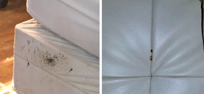 1 10 19 Bed Bug Mystery 820