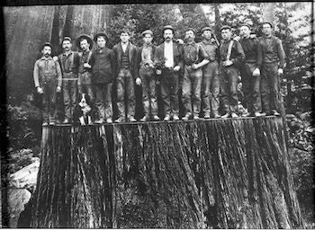 A group of men stand on the massive stump of a felled redwood in an undated photograph. Photo: Ericson Collection, Humboldt State University Library