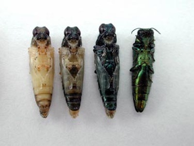 The emerald ash borer, from pupae to adult. (Photo by the U.S. Department of Agriculture)