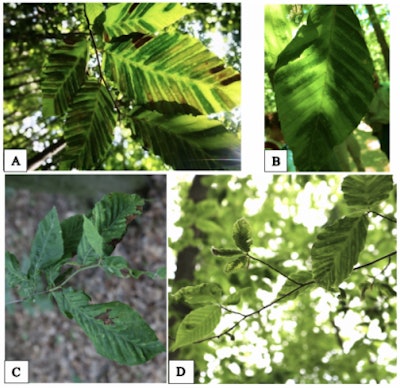 The symptoms of the new beech leaf disease include dark banding between veins and crinkling leaves. Credit: Forest Pathology, Ohio State University