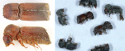 Bostrichid powderpost beetles. Photos courtesy Tom Myers (left) and Michael F. Potter (right)