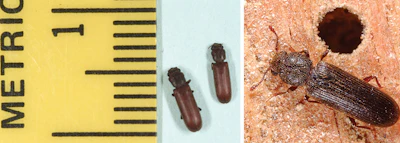 Lyctid powderpost beetles. Photos courtesy Michael F. Potter (left) and Tom Myers (right)