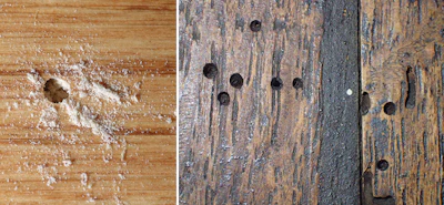 Active versus inactive infestations: The active infestation (on the left) usually has fresh powder accompanying the emergence holes. Inactive infestations like the one on the right have holes that were present before the wood was stained and/or coated. Photos courtesy Michael F. Potter