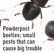 Powderpost Beetle Am19 Med