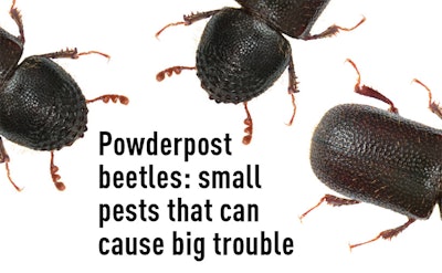Powderpost Beetle Am19 Med