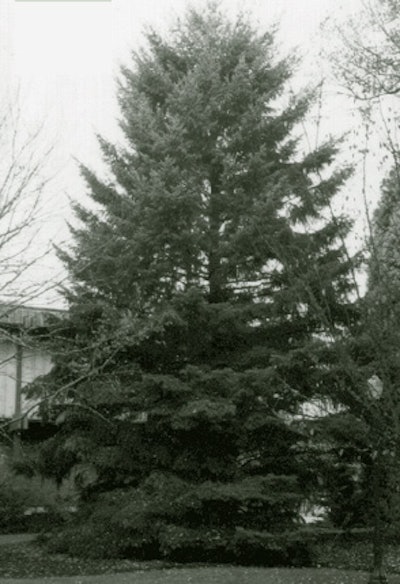 This Doug fir 'moon tree' was planted at the University of Oregon in Corvallis, Ore., in 1976, after taking a trip around the moon in 1971. (Source: NASA)