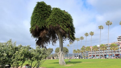 The 'Lorax Tree' pictured before toppling over June 13 (Source: City of San Diego)