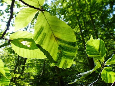 Scientists have yet to agree on what's causing American beech leaf disease. Photo: Ohio State University