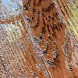 Bubbles were appearing only in the springwood and only in certain areas of the floor.