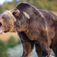 When he came at me, he reminded me exactly of a grizzly bear.