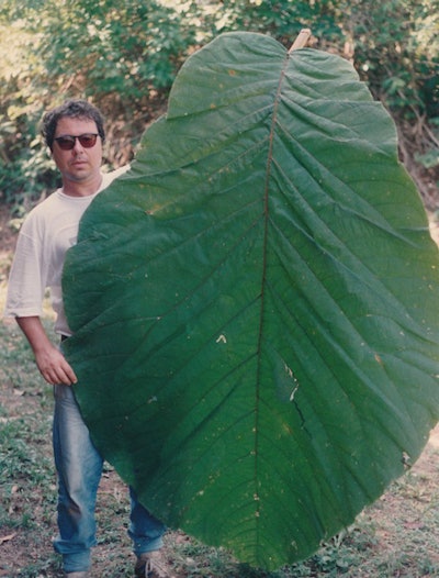The leaves of Coccoloba gigantifolia are as large as a human. Photos courtesy of Rogério Gribel