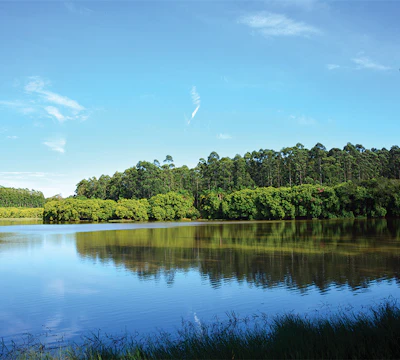 Reforestation farms like the one pictured in Brazil are essential to creating carbon capture from previously degraded land. (Photo courtesy of Indusparquet)