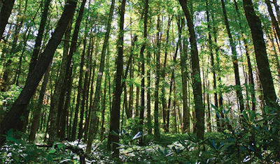 Wood is created by nature, so it has natural variations.