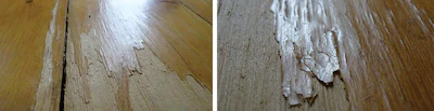 This solid yellow pine floor shows destruction after routine use of a steam cleaner.