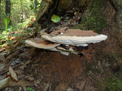 A white-rot fungus (Ganoderma applanatum) may hold the key to energy-producing wood floors.