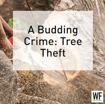 4 21 Tree Theft
