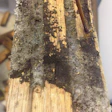 Per OSHA, if mold is found, the job supervisor or homeowner must be notified immediately. (Photo courtesy of Pat Goodman)