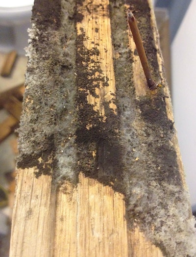 Per OSHA, if mold is found, the job supervisor or homeowner must be notified immediately. (Photo courtesy of Pat Goodman)