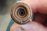 A foldable wood veneer after cell engineering. Photo by FPL Fiber and Chemical Research Technician Rollie Gleisner.