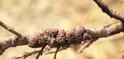 The material created by the lac beetle. (Yuan-Min Shen, Taichung District Agricultural Research and Extension Station)