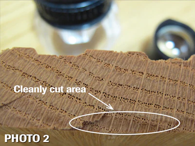 Red oak cross section: Having a cleanly cut portion of your specimen is helpful. Here, the details of the latewood vessels show more clearly in the cut portion (lower center) of this end grain. Hand lenses are in the background.