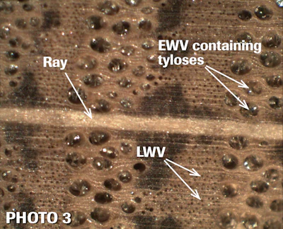 White oak cross section: One wide ray and many narrow rays are perpendicular to the rings. Tyloses are seen in earlywood vessels. Numerous latewood vessels and the darker fiber areas appear between the earlywood rings.