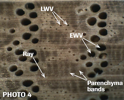 Red oak sample: Fewer latewood vessels, which are nearly round, are found in red oak. The image includes one wide ray and many narrow rays. Parenchyma bands can be seen crossing the dark fiber regions.