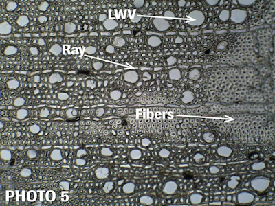 White oak sample: The latewood vessels have an angular outline and thin cell walls.
