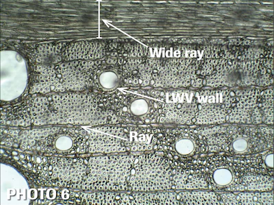Red oak sample: Latewood vessel details, such as being round and solitary, become more evident with higher magnification. Notice that the LWV cell walls are thicker than the white oak LWV cell walls.