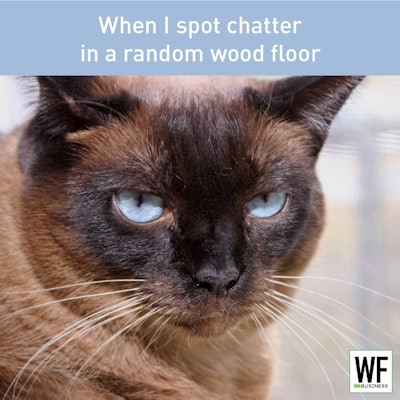 Cat Chatter